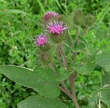 greater burdock، gobō,edible burdock، lappa، beggar's buttons، burdock، اراقیطون، راس الحمامه، فیل گ